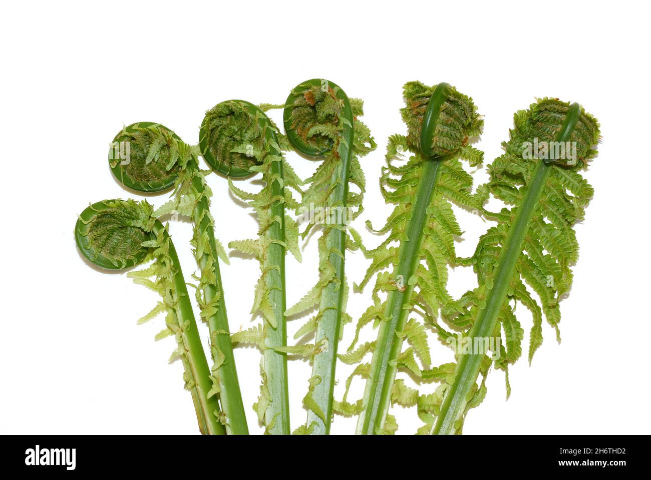 Neue grüne Blätter von Straußenfarn Matteuccia struthiopteris Rollen auf weißem Hintergrund aus Stockfoto