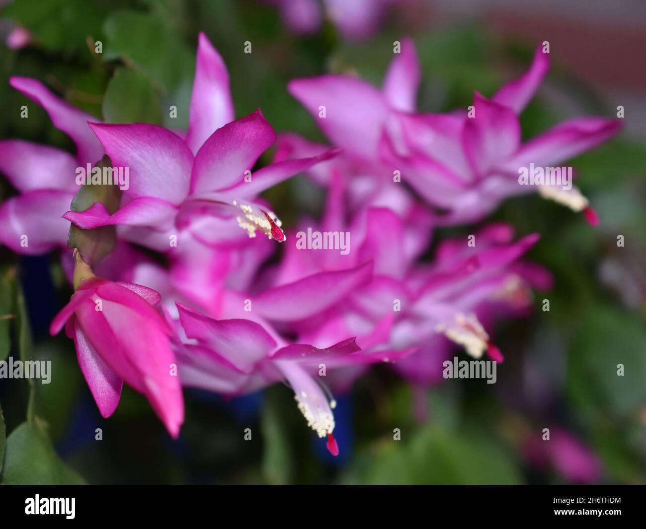 Falscher weihnachtskaktus Schlumbergera truncata mit rosa Blüten Stockfoto