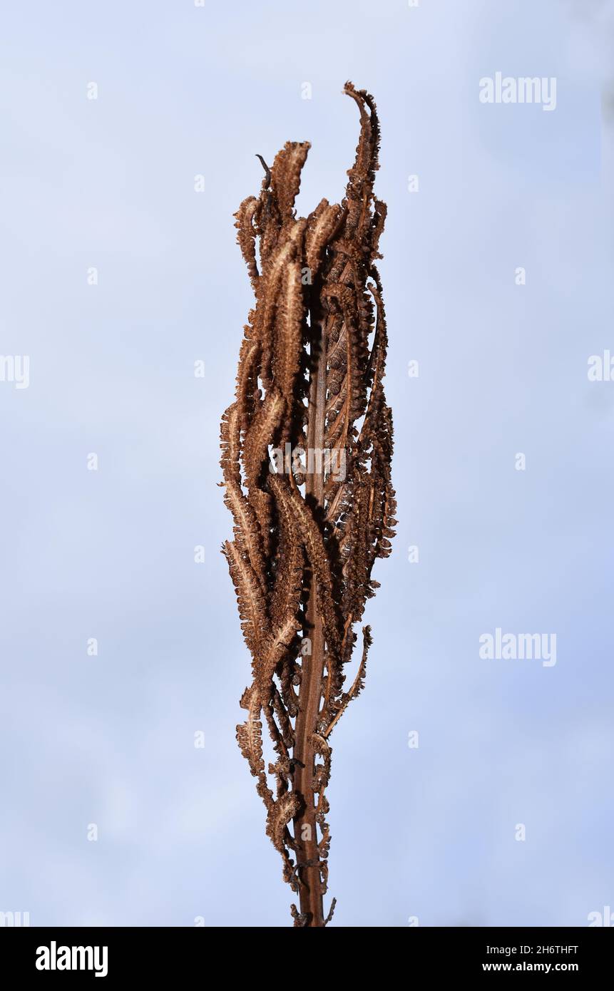 Sporenhaltiges Blatt auf Straußenfarn Pflanze matteuccia struthiopteris Stockfoto