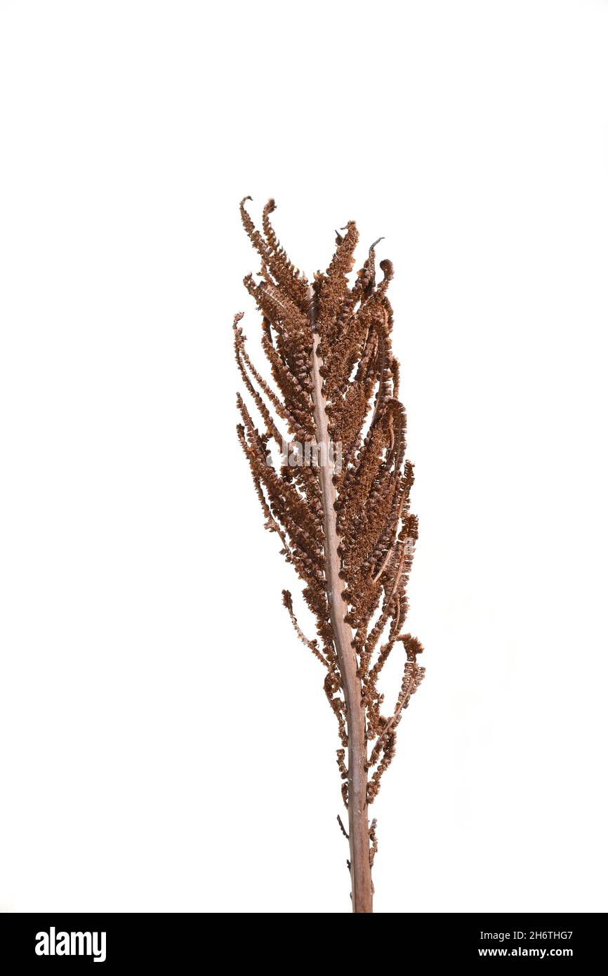 Sporenhaltiges Blatt auf Straußenfarn Pflanze matteuccia struthiopteris Stockfoto