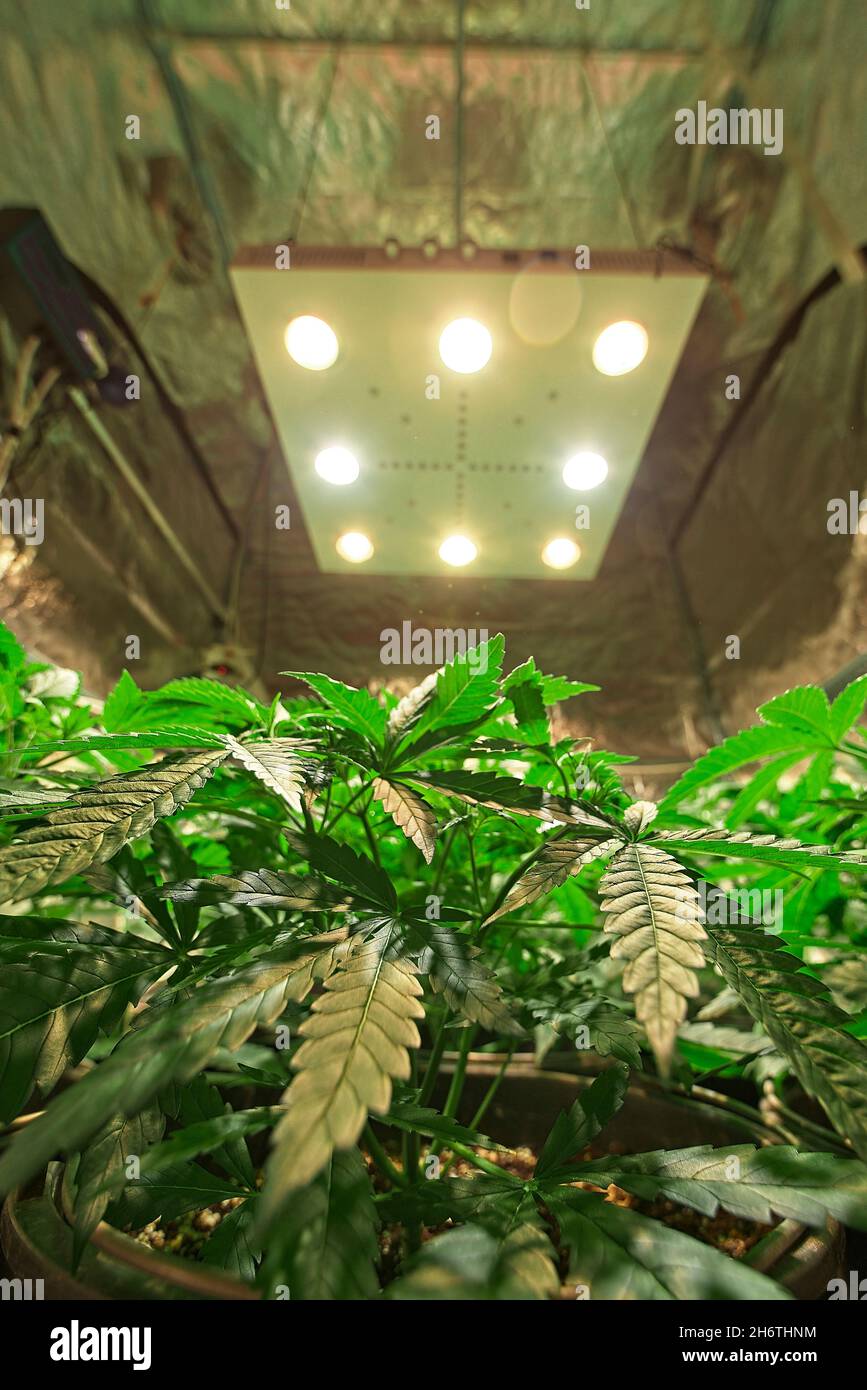 Anbau und Blüte schöner gesunder grüner Cannabispflanzen in professioneller Innenraumumgebung. Die moderne, leistungsstarke COB LED-Leuchte ist oben sichtbar. Stockfoto