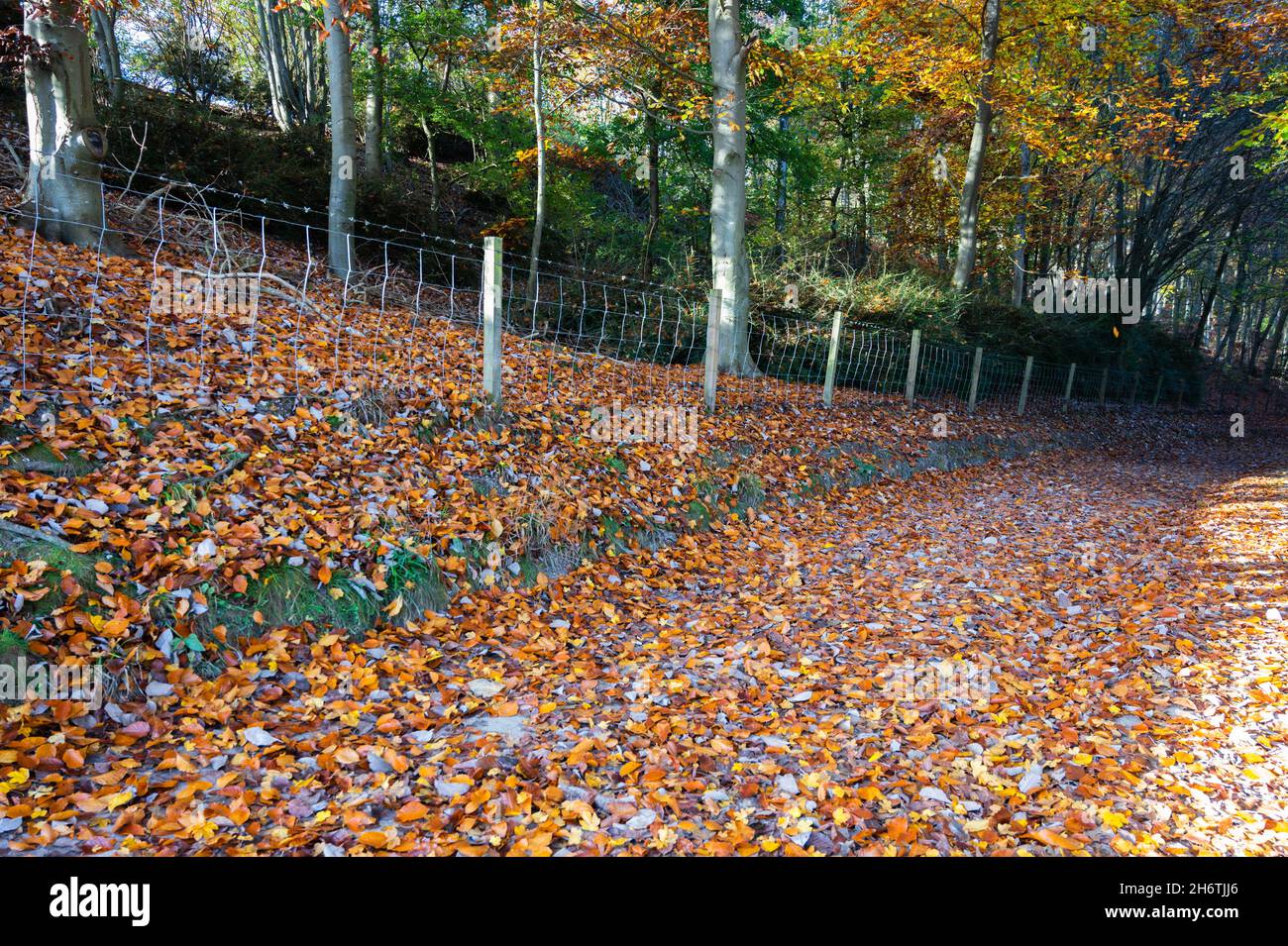 Herbstlaub, der Mitte November in England auf dem britischen Land auf dem Boden lag. Herbst- oder Herbstfarben, Stockfoto