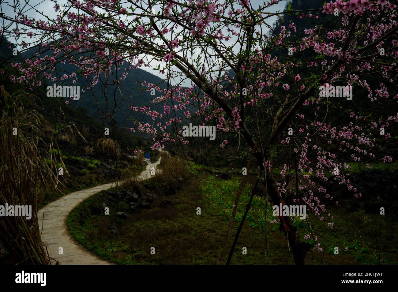 Frühling im Dorf in Dong Van, Provinz Ha Giang ist so schön. Die kurvenreiche Straße durch die felsigen Berge, Pfirsichblüten mit blühenden Stockfoto