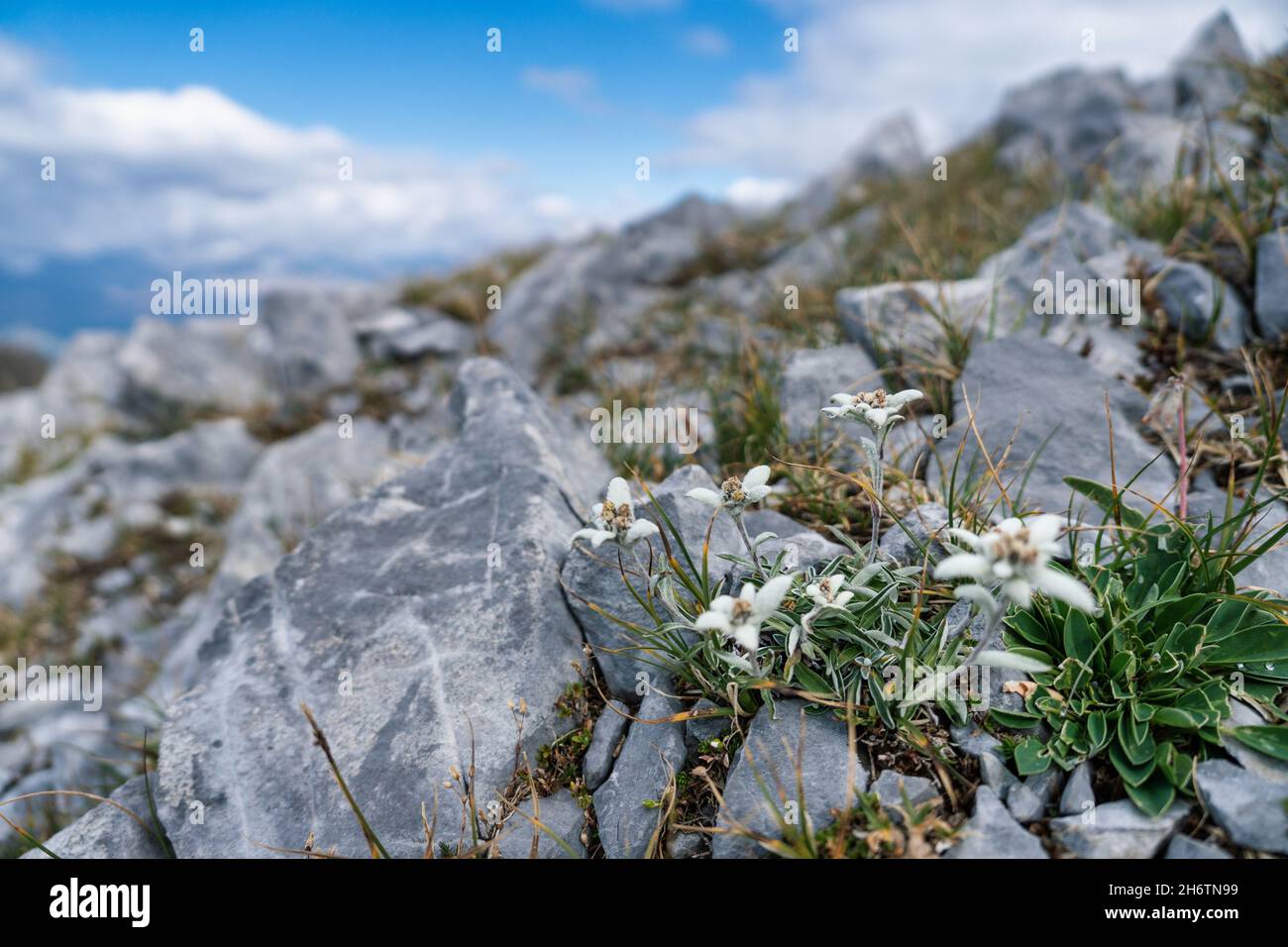 Natursteine mit weißen Blüten und Gras, das zwischen Steinen wächst Stockfoto