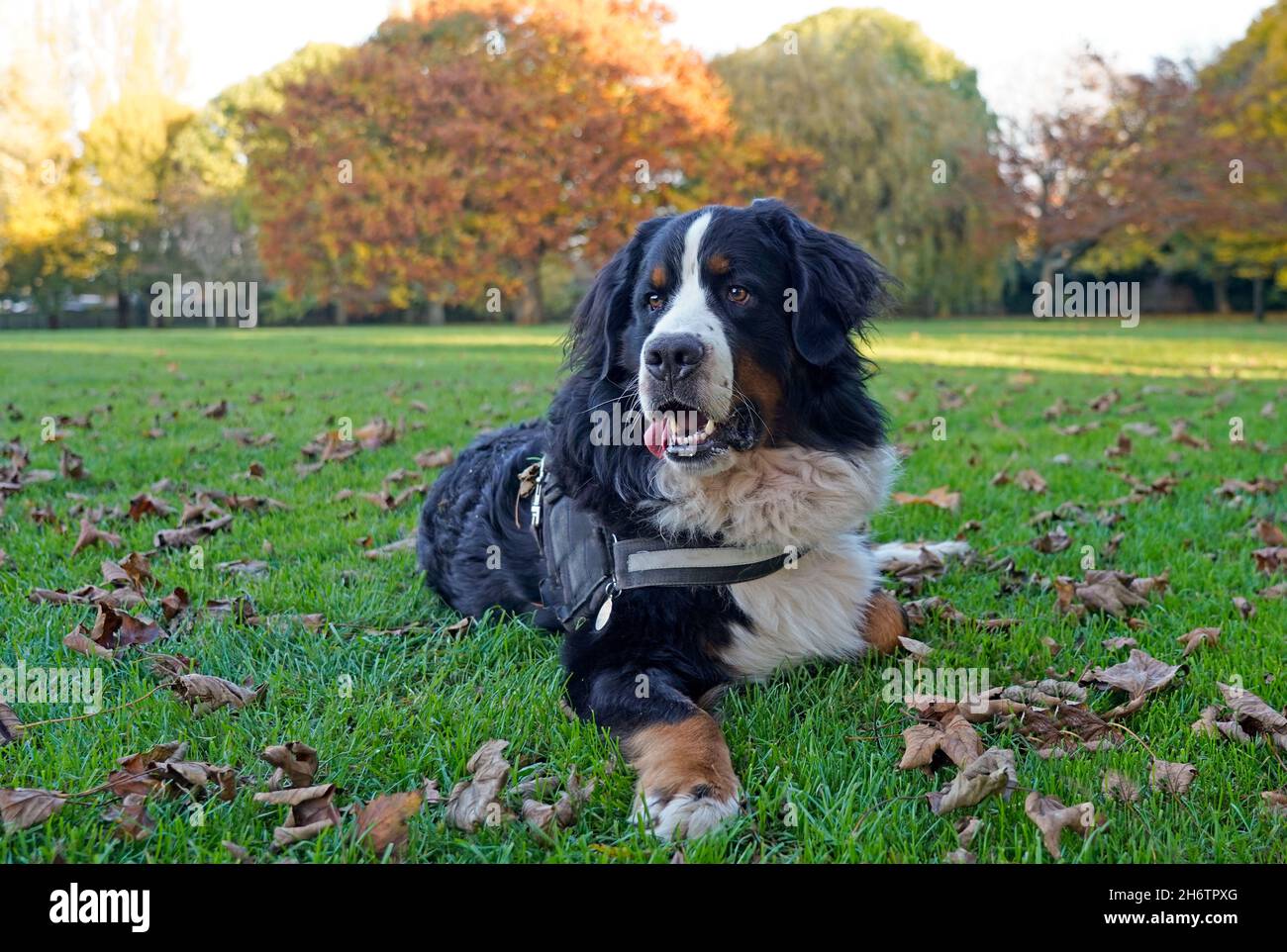 Berner Sennenhund im Herbst im Park Stockfoto