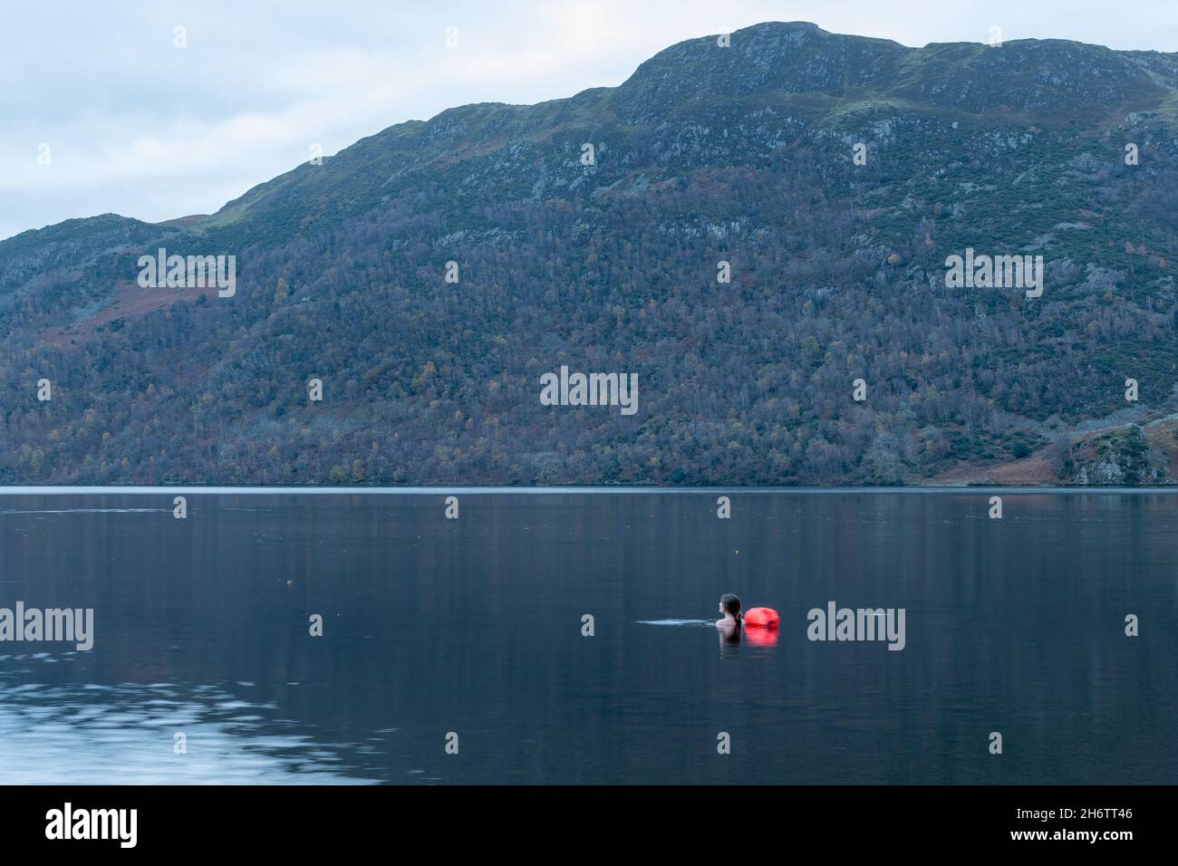 Wildschwimmerin, Frau, die in Ullswater im Lake District früh morgens mit Bergen im Hintergrund schwimmt, Cumbria, England, Großbritannien Stockfoto