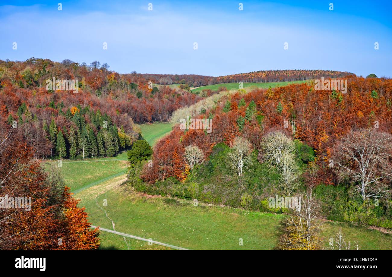 Bäume im Wald und Wald mit Herbstfarben (Herbst) Mitte November im Arundel Park in den South Downs, West Sussex, Großbritannien. Britische Landschaft Stockfoto