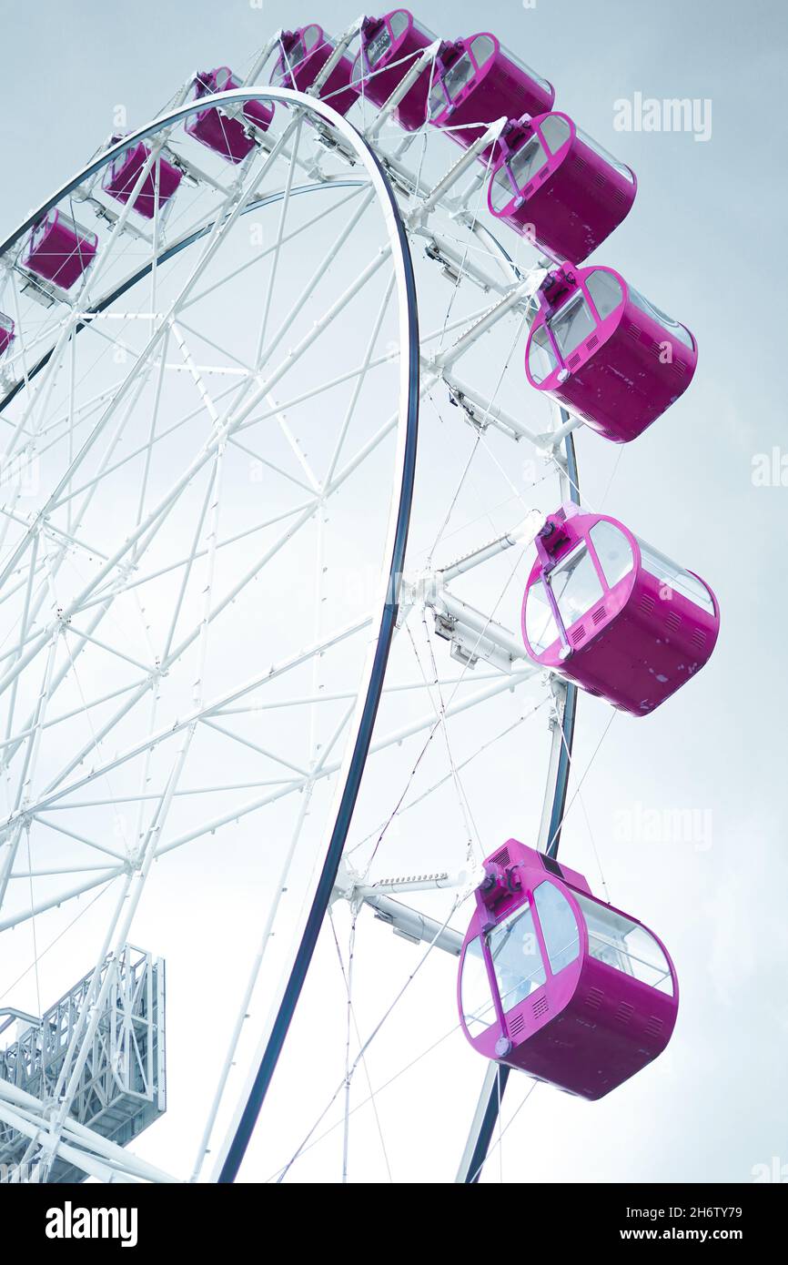 Rosa Riesenrad Stockfoto