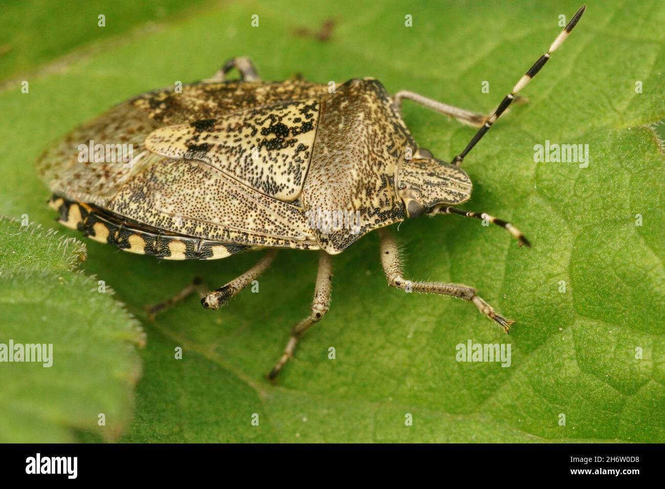 Nahaufnahme eines Erwachsenen der grau melierten Schildwanzen, Rhaphigaster nebulosa auf einem grünen Blatt Stockfoto