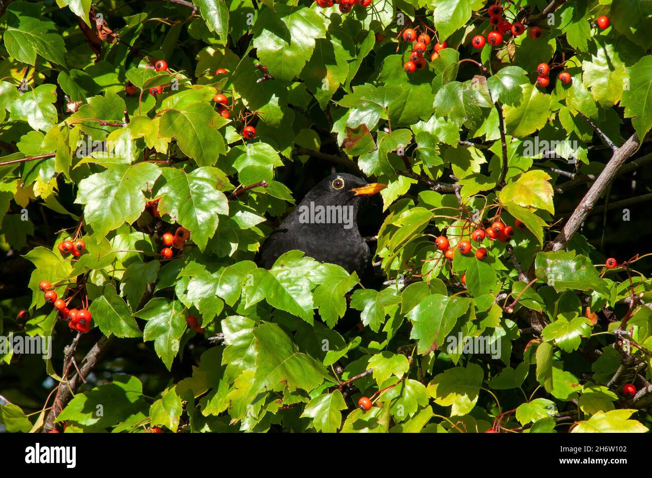 Port Arthur Australia, männliche Amsel, die in einer Gartenhecke mit roten Beeren sitzt Stockfoto