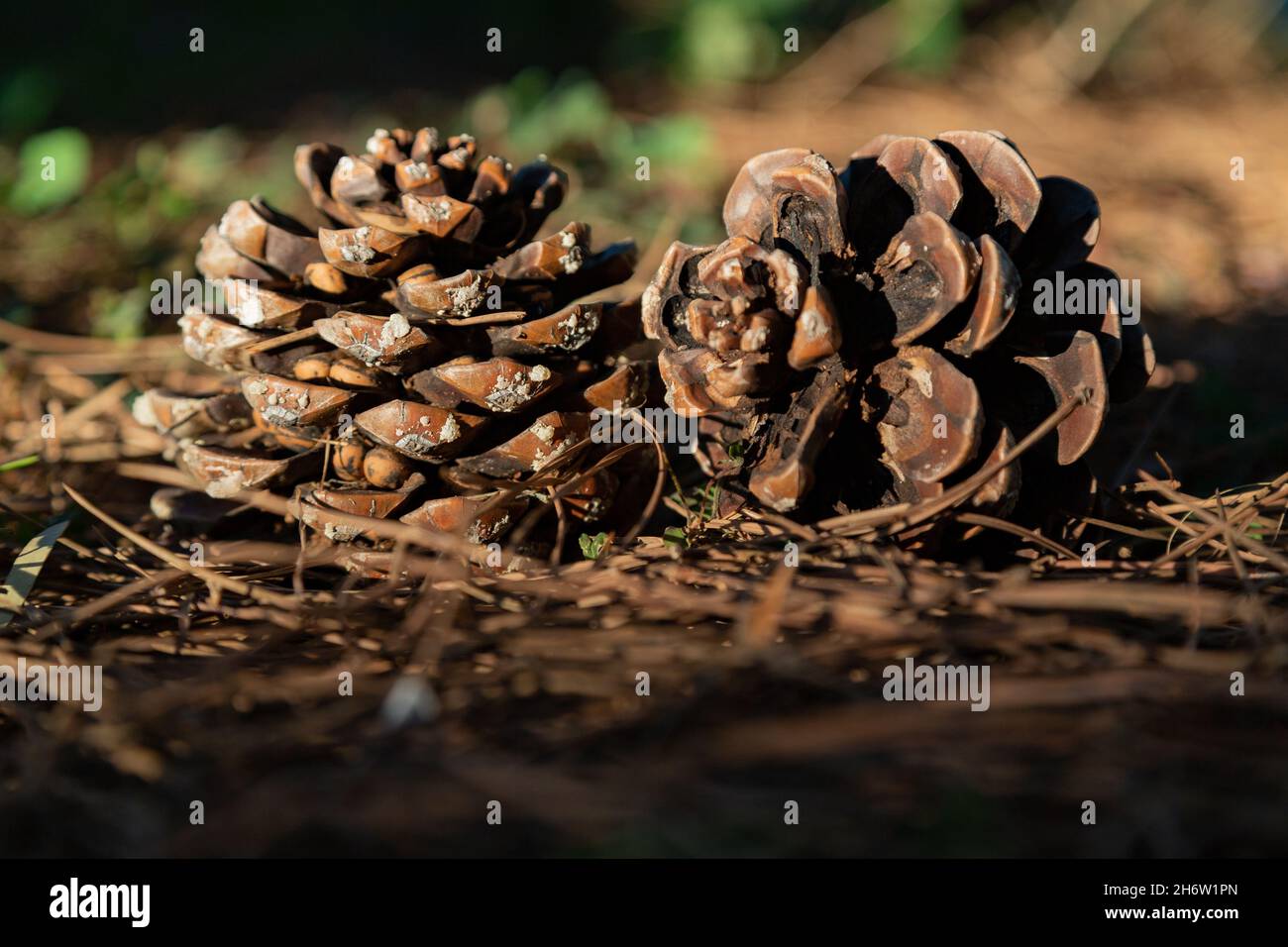 Gefallen Kiefernzapfen auf dem Boden in einem Kiefernwald. Die Kegel werden durch Tageslicht mit selektivem Fokus beleuchtet. Stockfoto