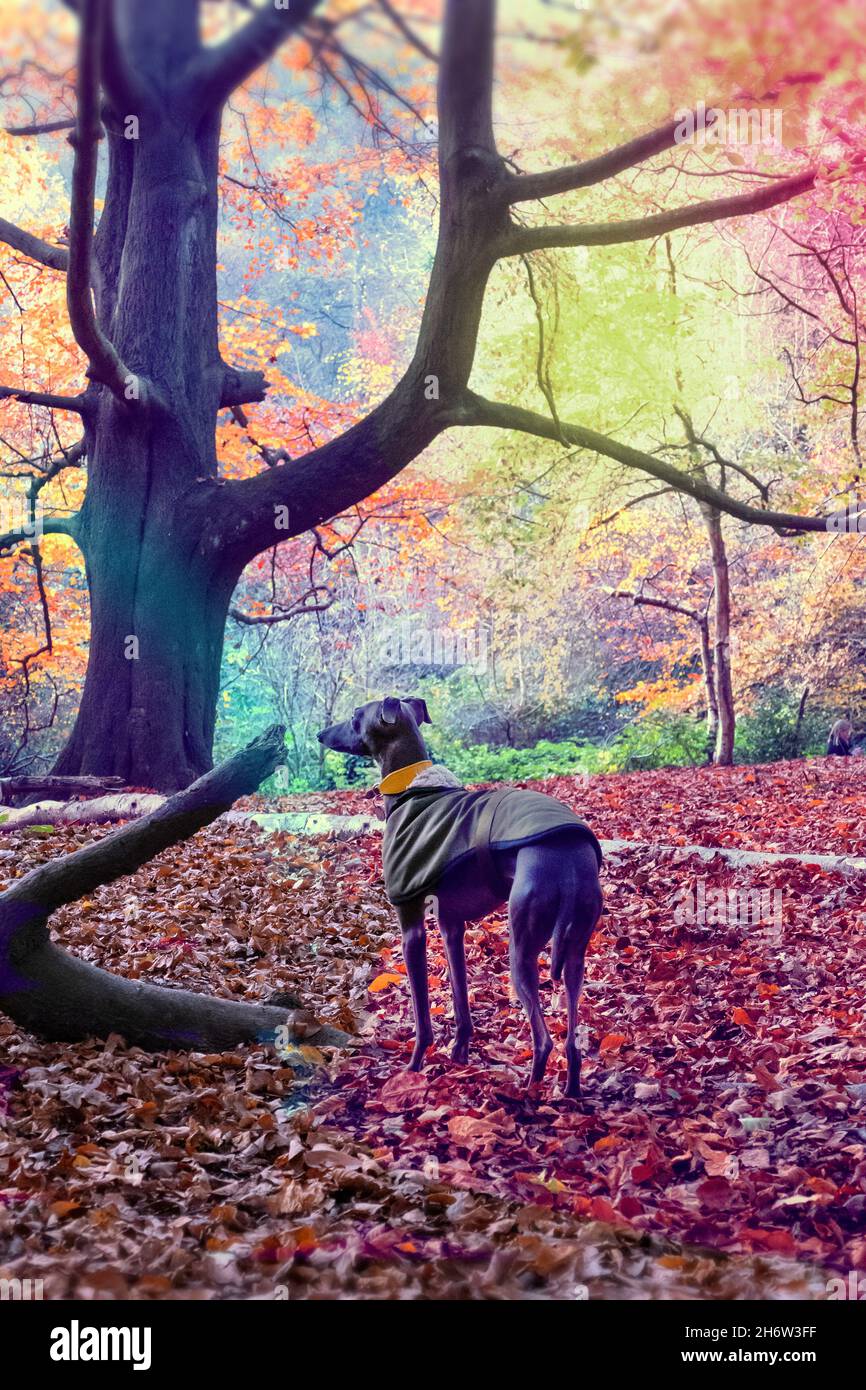 Italienischer Greyhound-Welpe auf der Hamstead Heath London im Herbst Stockfoto