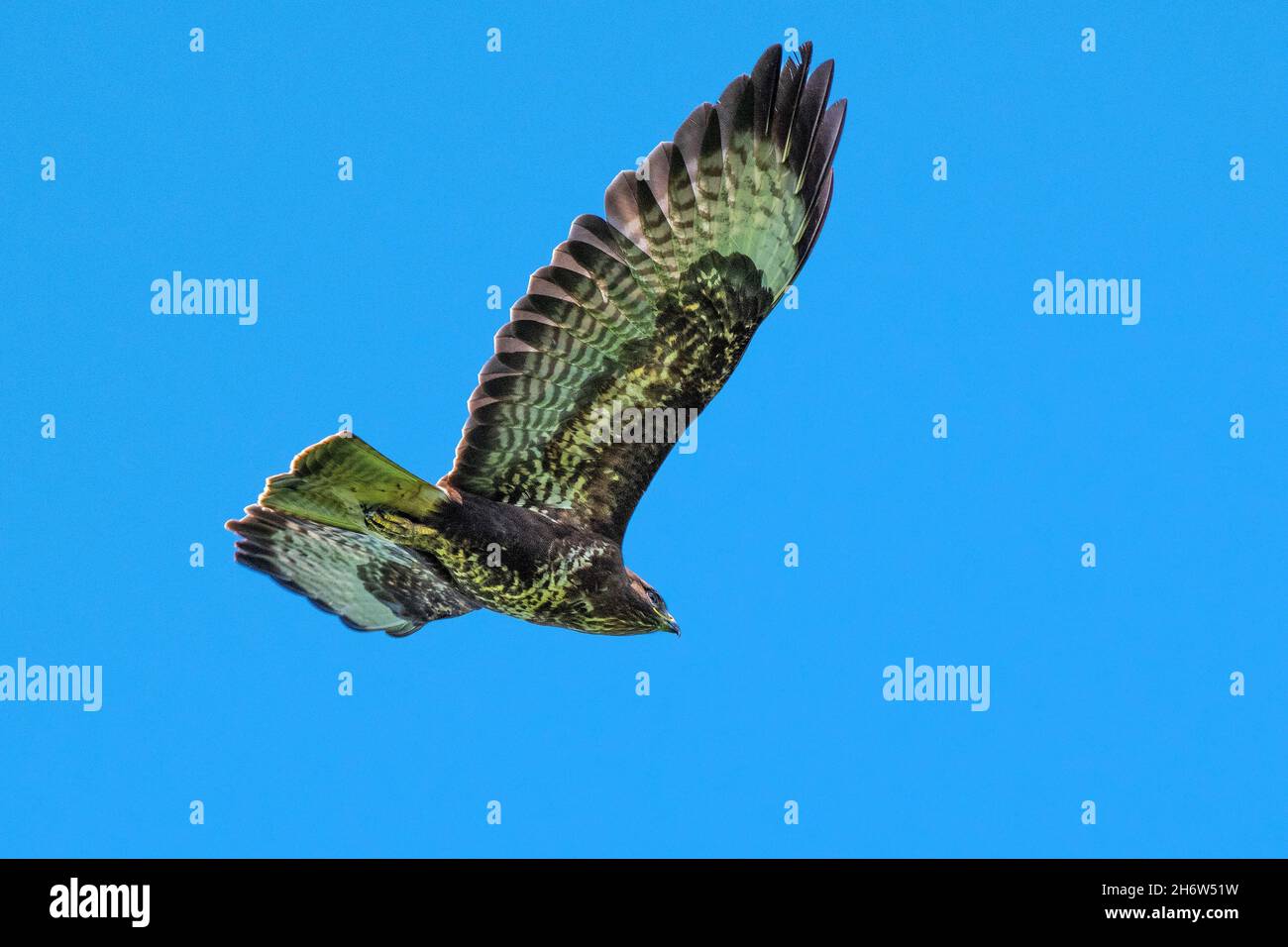 Gemeiner Bussard im Flug gegen einen blauen Himmel Stockfoto