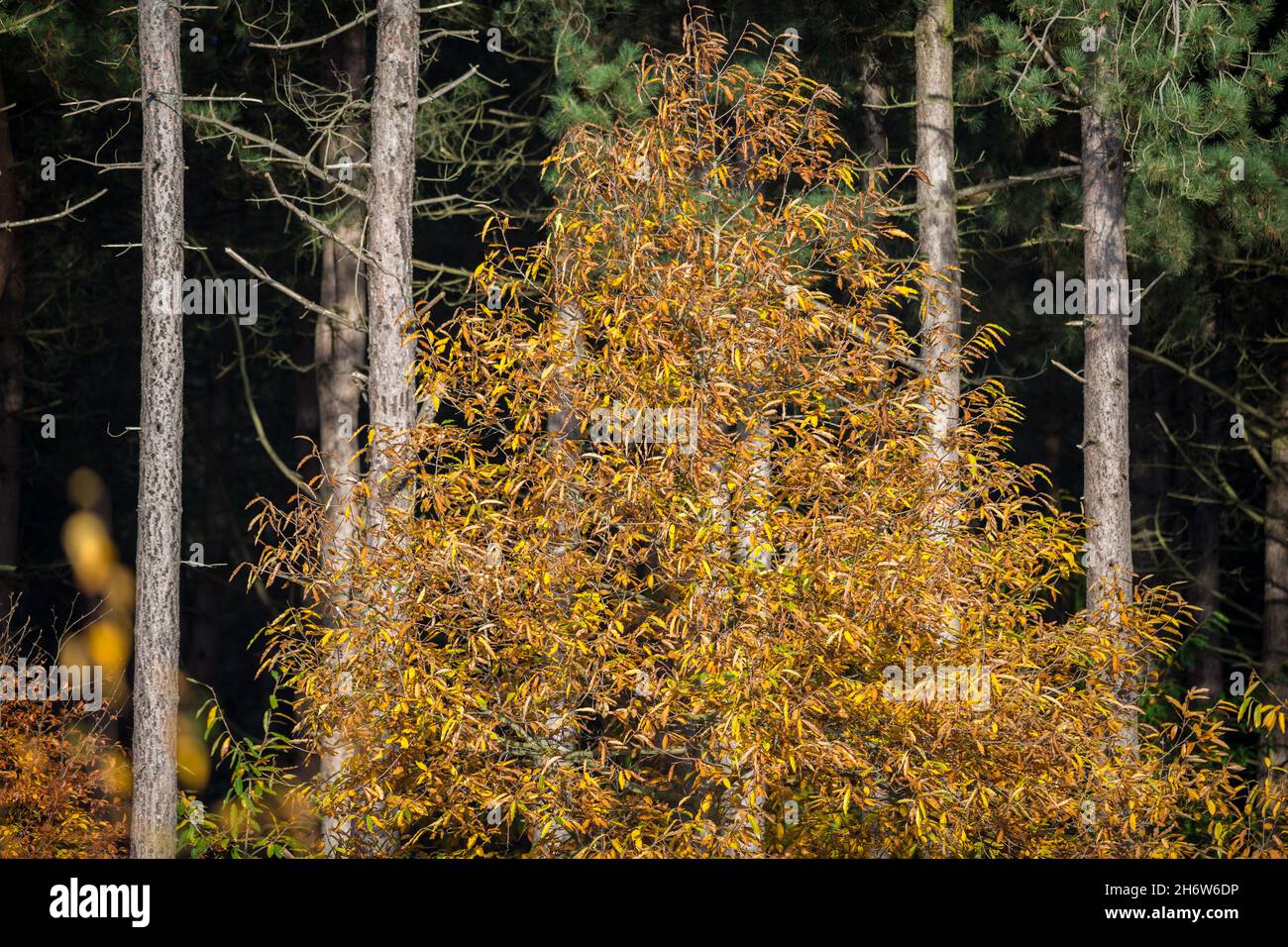 Süßer Kastanienbaum in einer Plantage von Nadelbäumen. Stockfoto