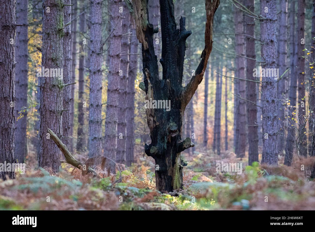 Ein totes Feuer beschädigte die englische Eiche in einer Nadelplantage. Stockfoto