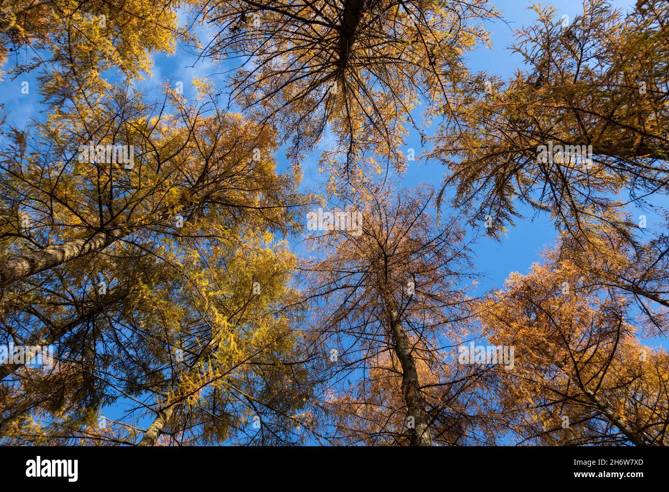 Goldene Herbstfarben von Kiefern gegen blauen Himmel, in der englischen Stadt, in der englischen Stadt Stockfoto