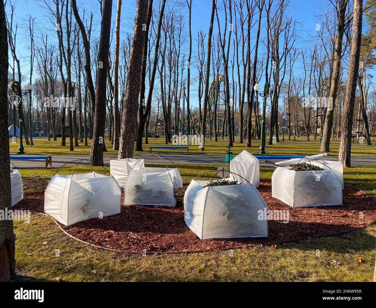 Vorbereitung der Pflanzen auf den kalten Winter: Schutz der Büsche vor Kälte und Schnee mit Agrofaser. Gartenbau: Textile Bezüge für Büsche im Park. Stockfoto