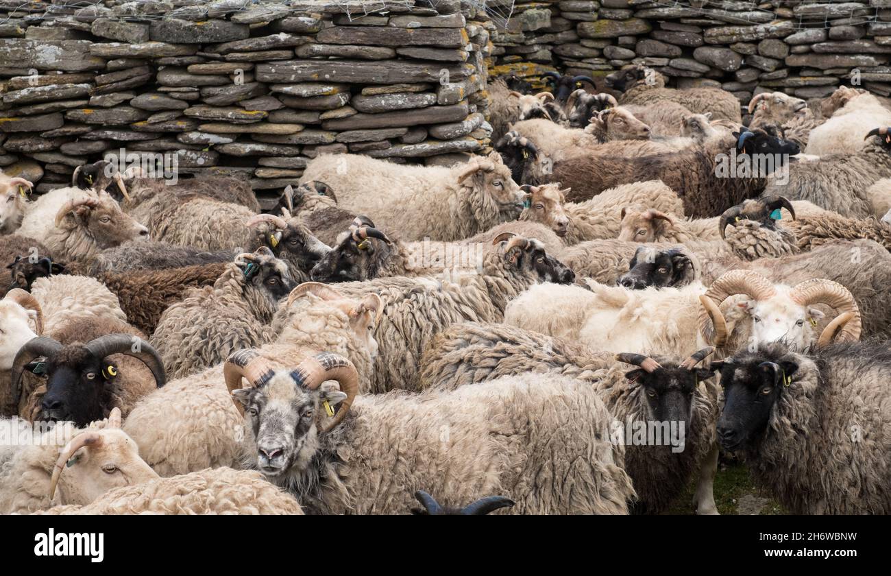 Halbferale Schafe auf North Ronaldsay, Orkney, Schottland, aufgerundet für das Scheren innerhalb von steinernen 'Punds' (Stiften) Stockfoto