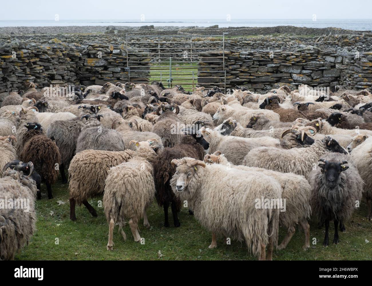 Halbferale Schafe auf North Ronaldsay, Orkney, Schottland, aufgerundet für das Scheren innerhalb von steinernen 'Punds' (Stiften) Stockfoto