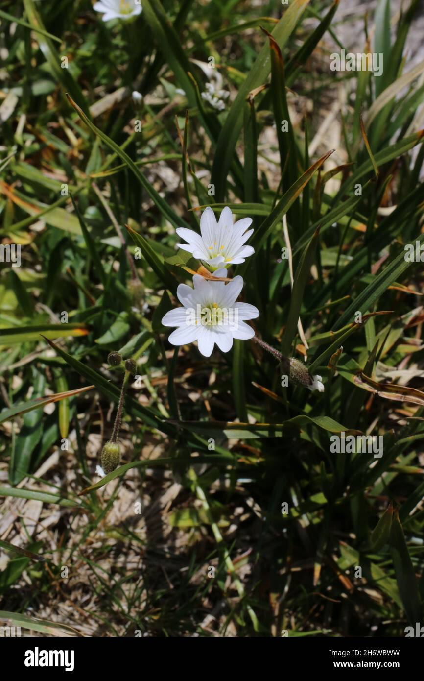 Cerastium cerastoides, Sternkraut Mausohr, Caryophyllaceae. Wildpflanze im Sommer geschossen. Stockfoto