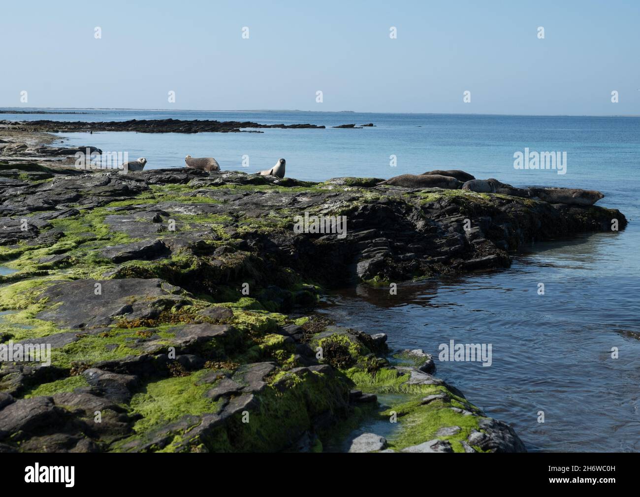 Robben auf den Felsen von North Ronaldsay, Orkney, Schottland Stockfoto