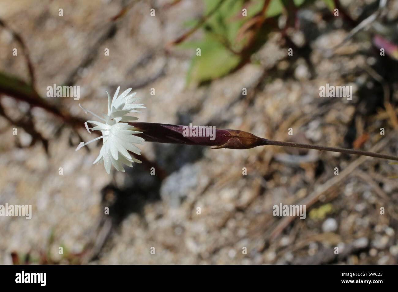 Dianthus petraeus, Caryophyllaceae. Wildpflanze im Sommer geschossen. Stockfoto