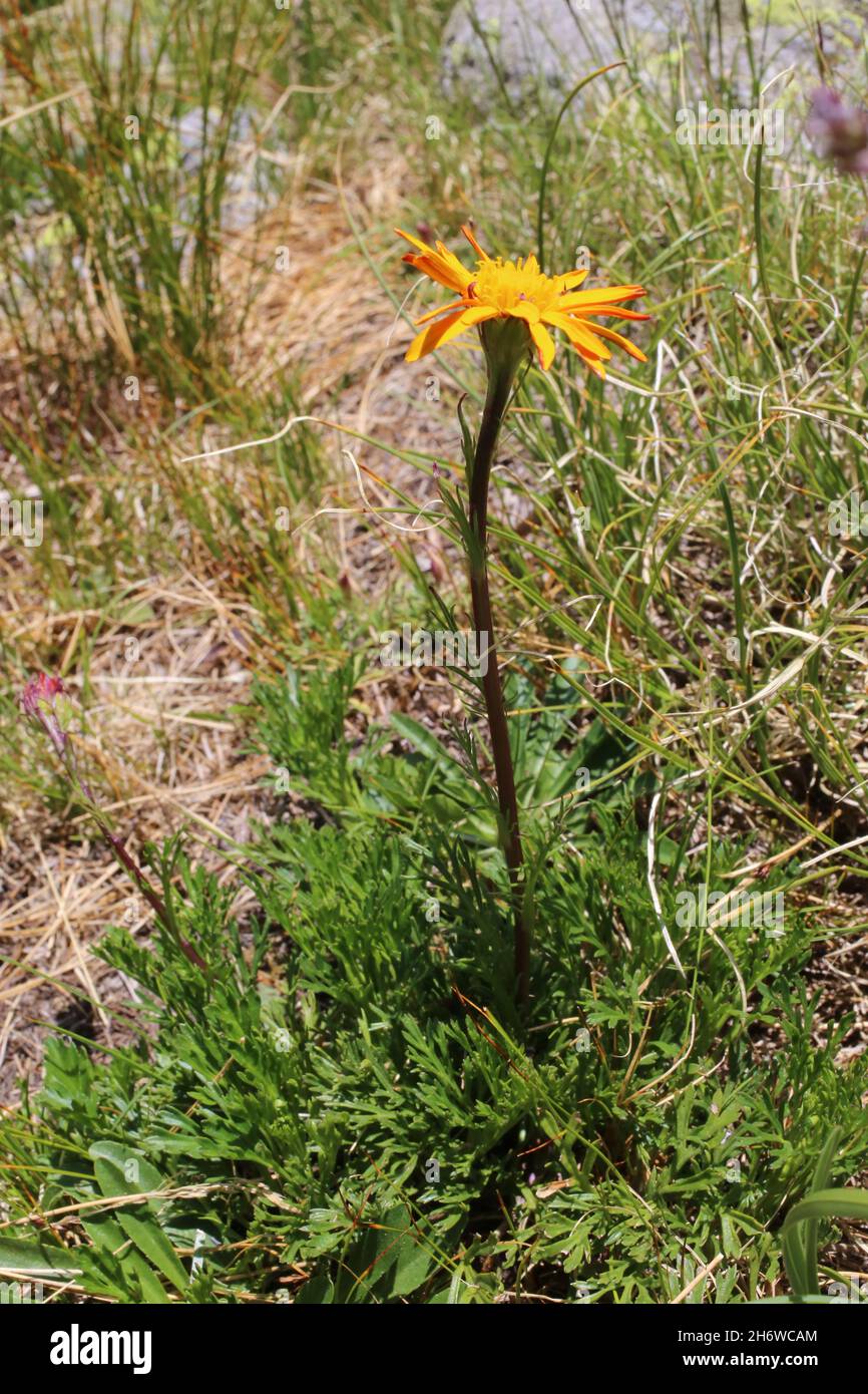 Jacobaea abrotanifolia subsp. Carpathica, jacobaea. Wildpflanze im Sommer geschossen. Stockfoto