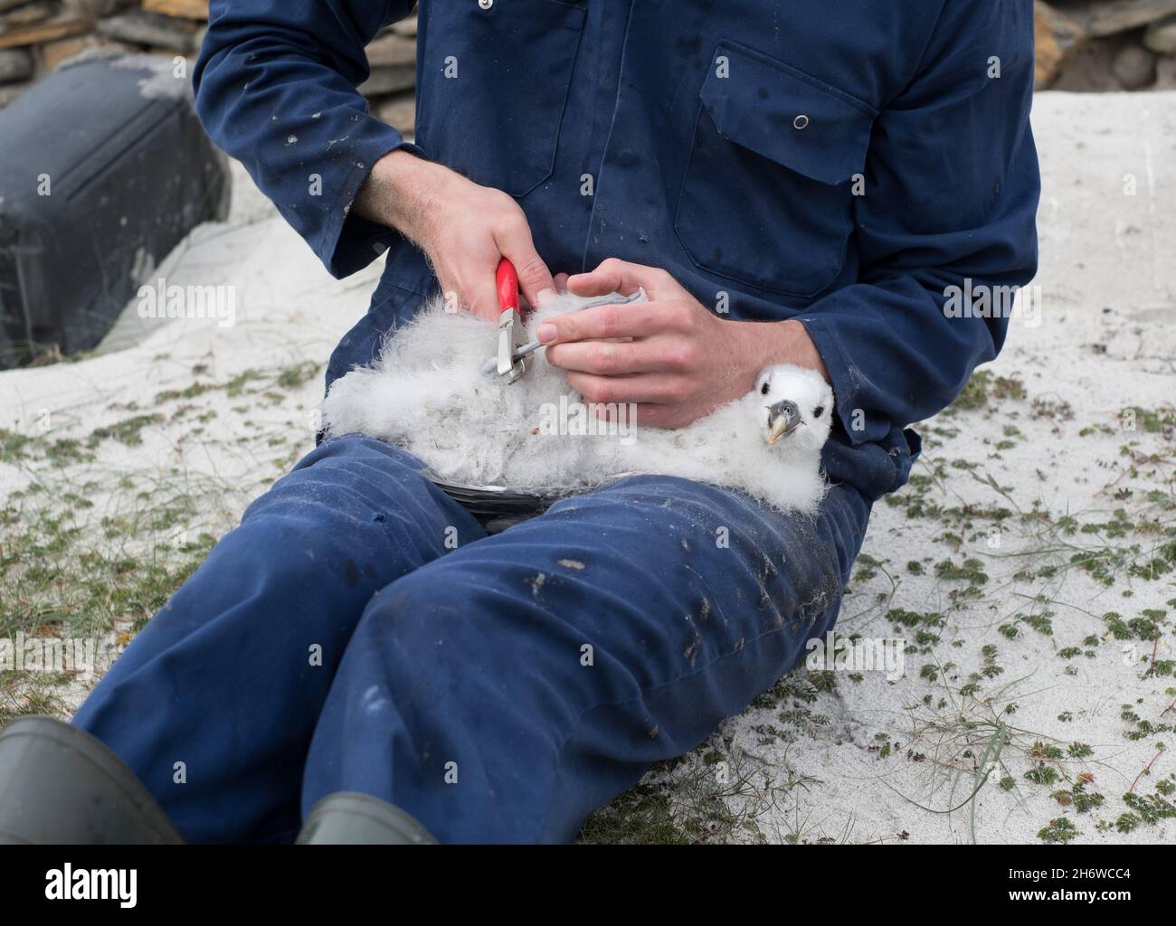 Freiwillige vom North Ronaldsay Bird Observatory in Orkney, klingelt ein fulmar Küken am Nouster Strand Stockfoto