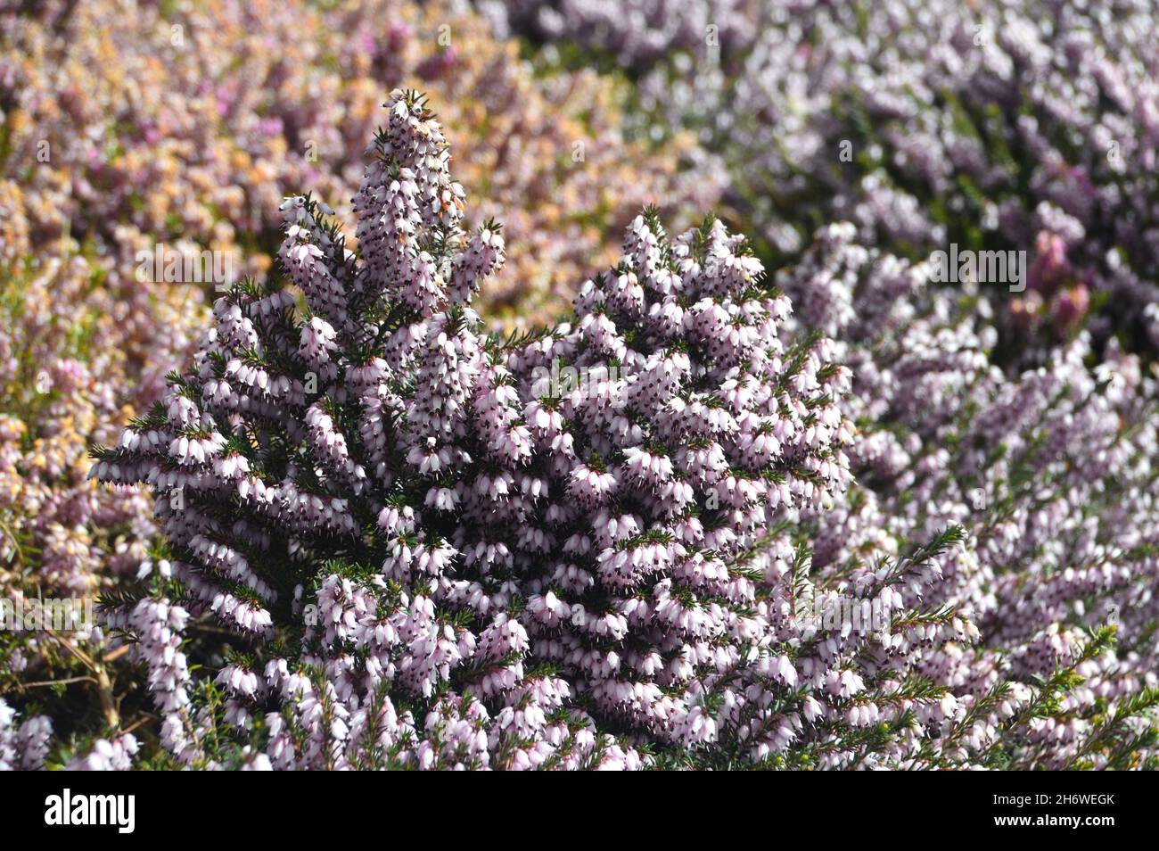 Weiß/Rosa Erica Carnea „Bell's Extra Special“ Heidekraut, das an einer Grenze im RHS Garden Harlow Carr, Harrogate, Yorkshire, angebaut wird. England, Großbritannien. Stockfoto