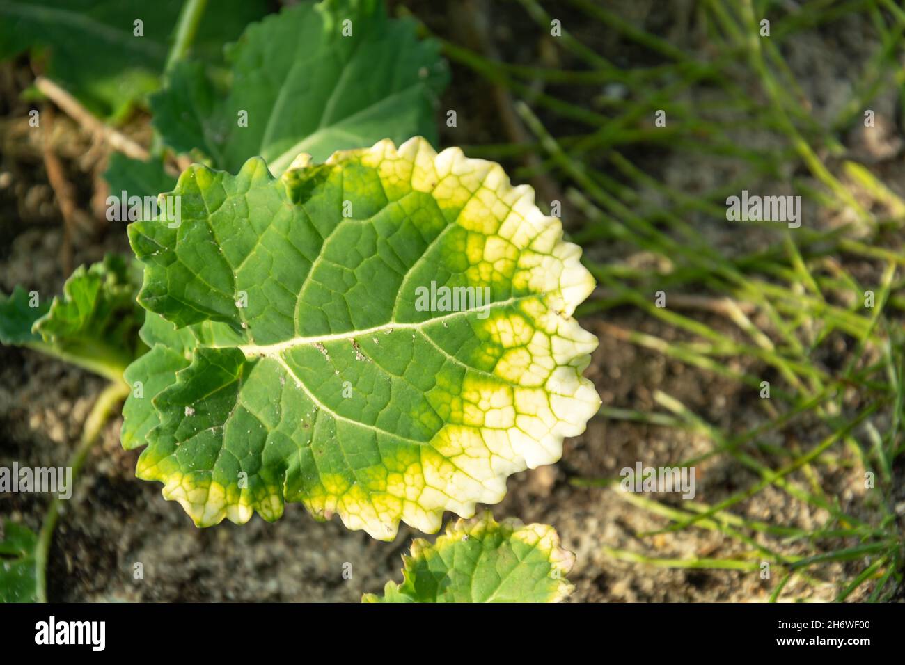 Eine Pflanze im Wald mit einem grün-weißen Blatt, sonniger Oktobertag Stockfoto