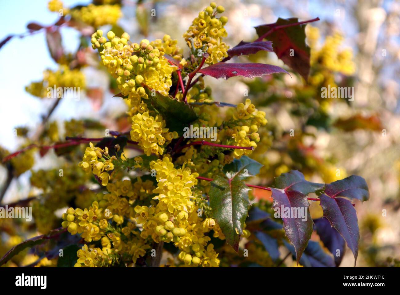 Yellow Clusters of Mahonia x Wagneri 'Pinnacle' (Oregon Grape) Blumen, die an einer Grenze im RHS Garden Harlow Carr, Harrogate, Yorkshire, angebaut werden. England, Großbritannien. Stockfoto