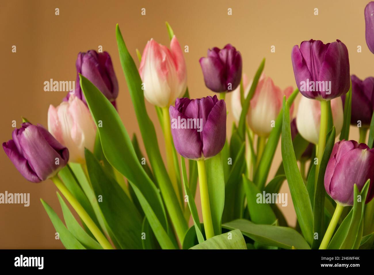 Bouquet von rosa-lila Tulpen und beigen Hintergrund, Frühling Hintergrund Stockfoto