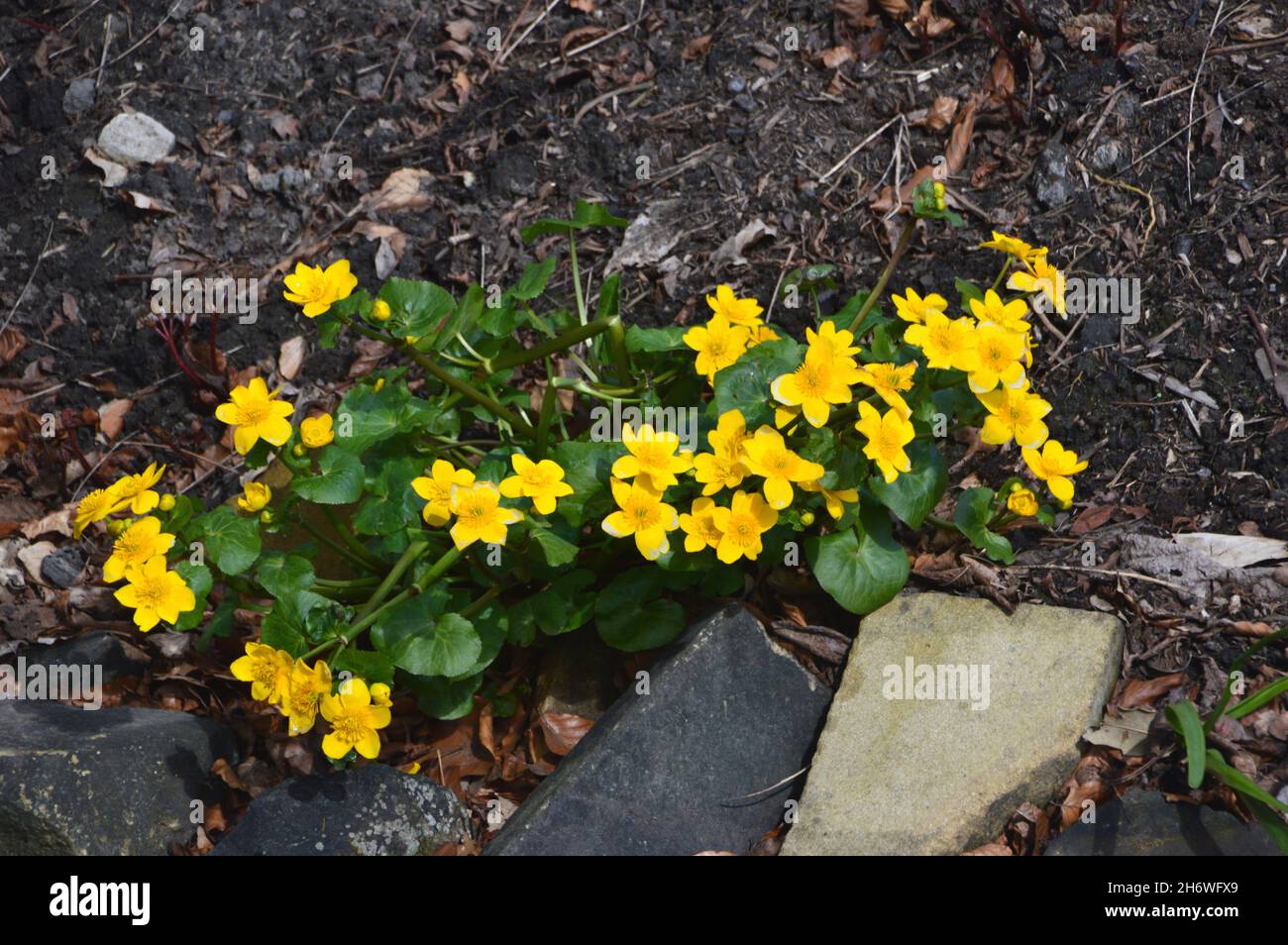 Klumpen gelber Caltha Palustris 'Marsh-Ringelblume'-Blumen, die von der Streamside im RHS Garden Harlow Carr, Harrogate, Yorkshire, England, Großbritannien, angebaut werden. Stockfoto