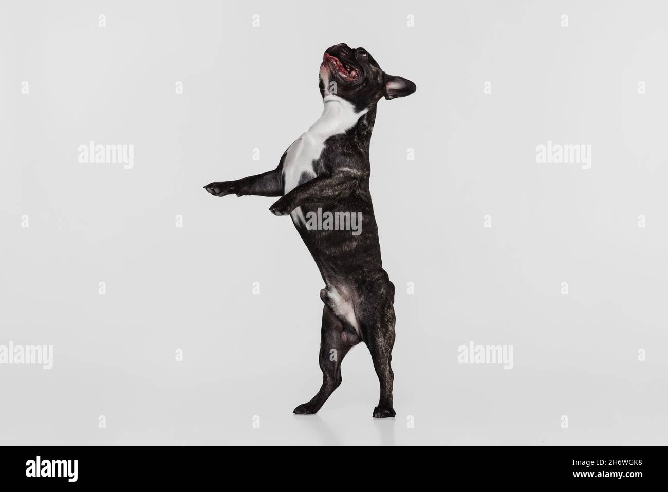 Porträt von niedlichen Hund, Französisch Bulldogge stehend, spielt isoliert über weißen Studio Hintergrund. Tier, Tierarzt, Pflegekonzept Stockfoto
