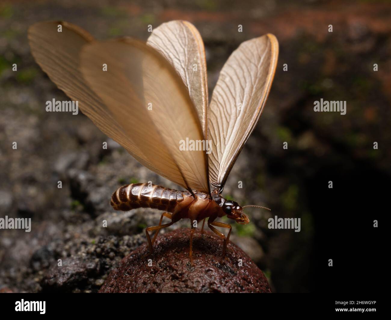 Termite alates, eine Kaste von Termiten, die Königin ein König auf der Kolonie sein wird Stockfoto