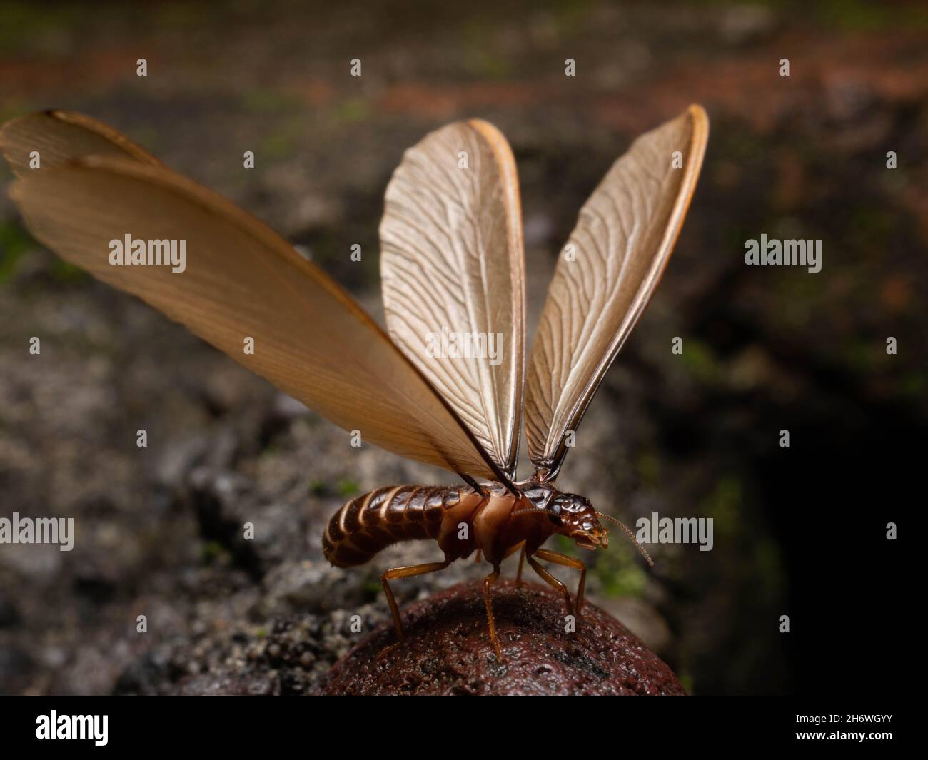 Termite alates, eine Kaste von Termiten, die Königin ein König auf der Kolonie sein wird Stockfoto