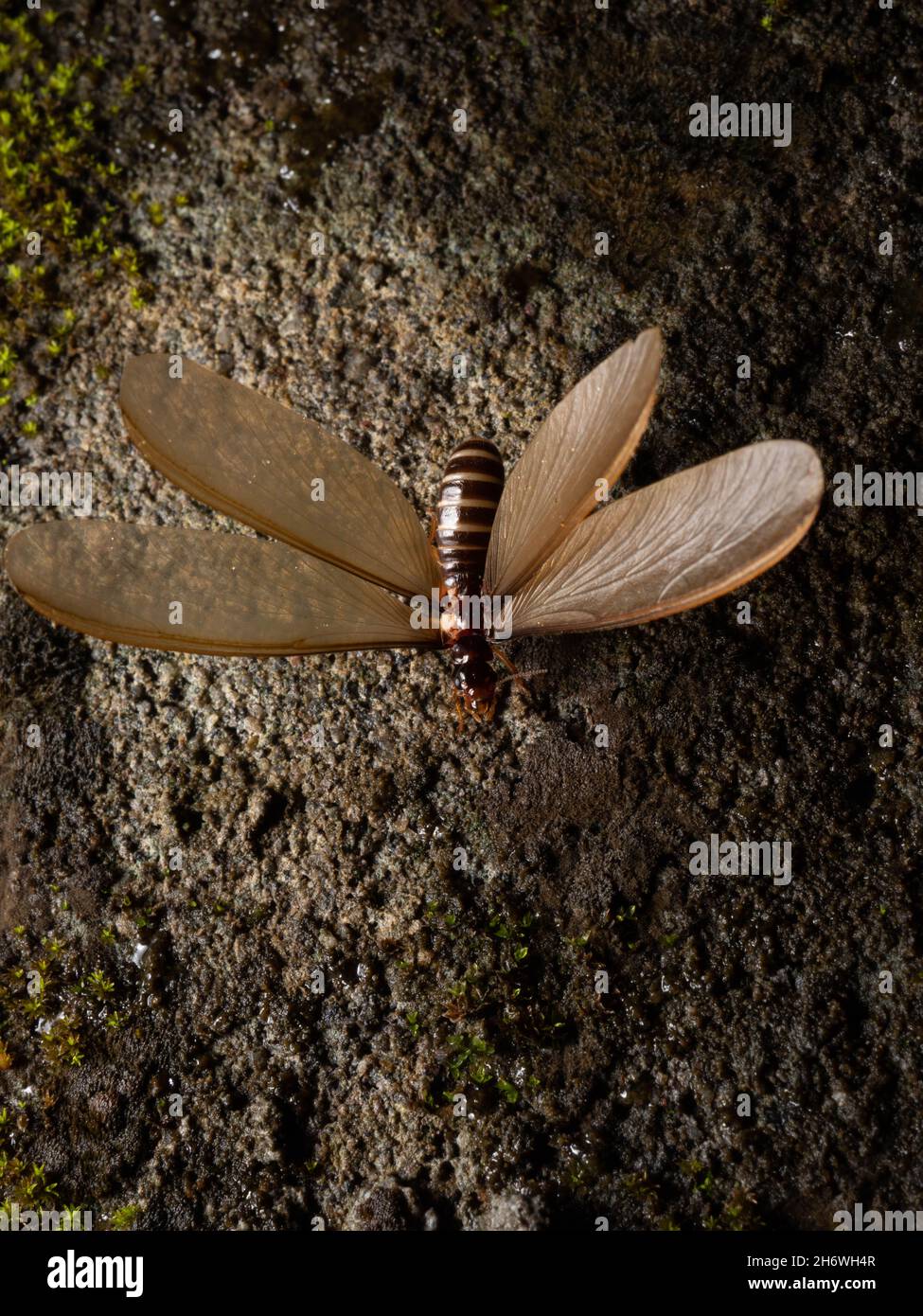 Termite alates, eine Kaste von Termiten, die Königin ein König auf der Kolonie sein wird Stockfoto