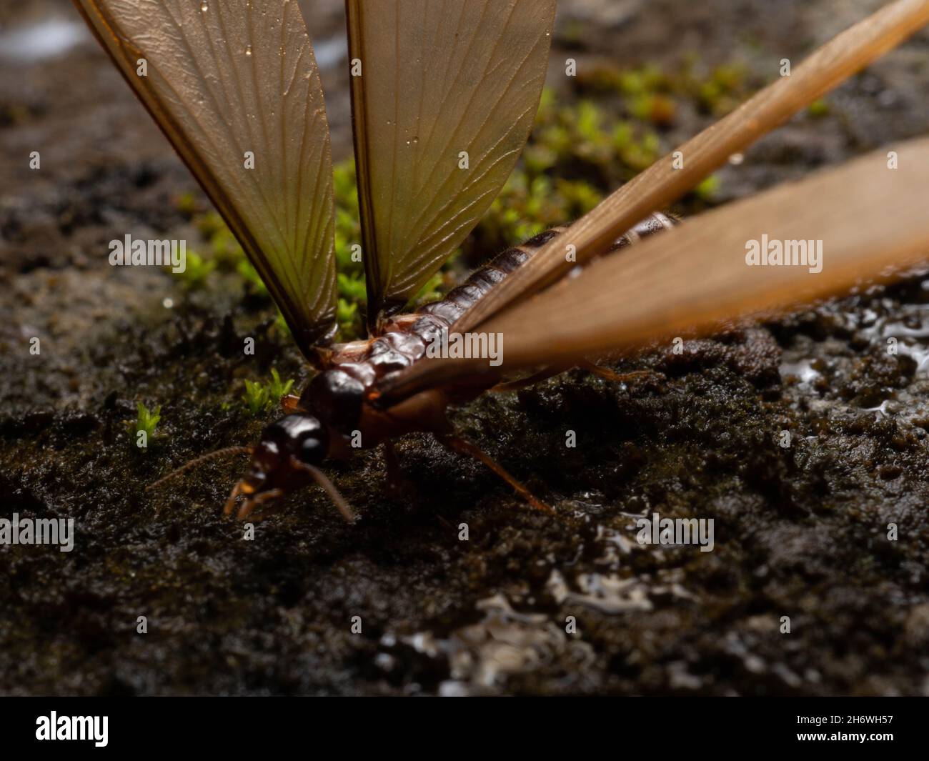 Termite alates, eine Kaste von Termiten, die Königin ein König auf der Kolonie sein wird Stockfoto