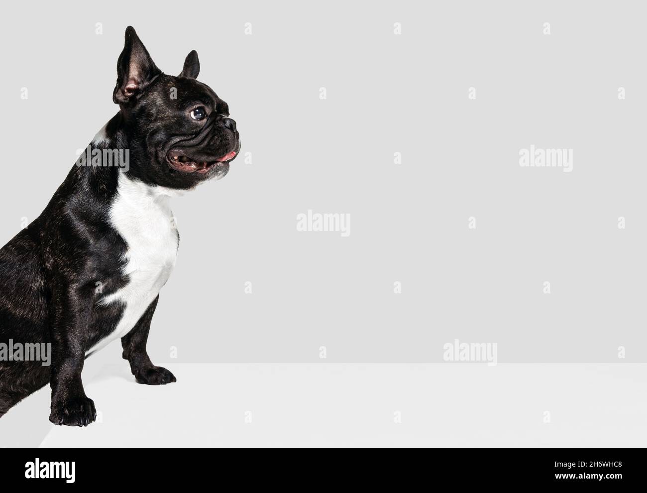 Ein süßer Hündchen, französische Bulldogge, die isoliert auf weißem Studiohintergrund schaut. Tier, Tierarzt, Pflegekonzept Stockfoto