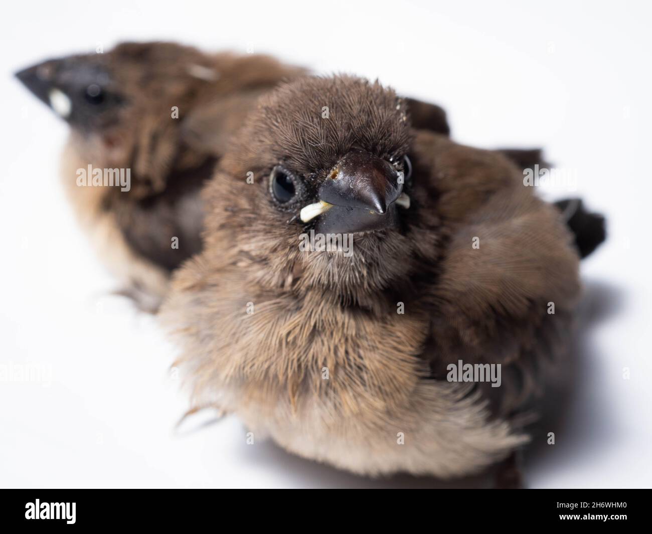 Die Javanische Munia (Lonchura leucogastroides) ist eine Art von Estrildidfinken, die in Südsumatra, Java, Bali und Lombok, Indonesien, gefunden wird Stockfoto
