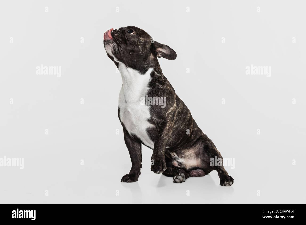 Ein süßer Hündchen, französische Bulldogge, die isoliert auf weißem Studiohintergrund schaut. Tier, Tierarzt, Pflegekonzept Stockfoto