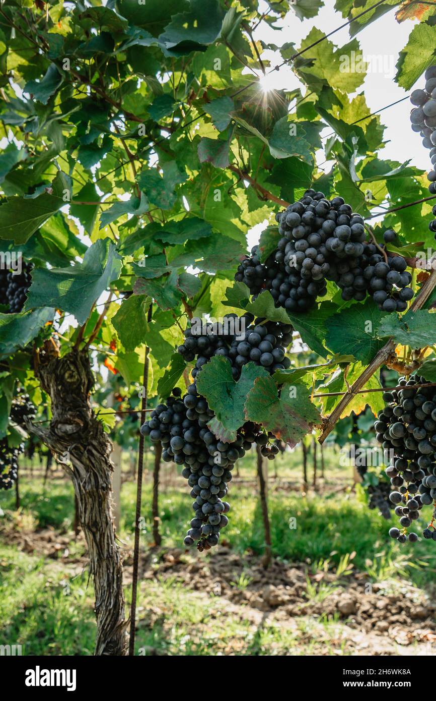 Detail der süßen Bio-saftigen Weinrebe im Herbst.Nahaufnahme der roten Trauben im Weinberg, Weinlese-Konzept.Zweige der frischen Trauben wachsen Stockfoto