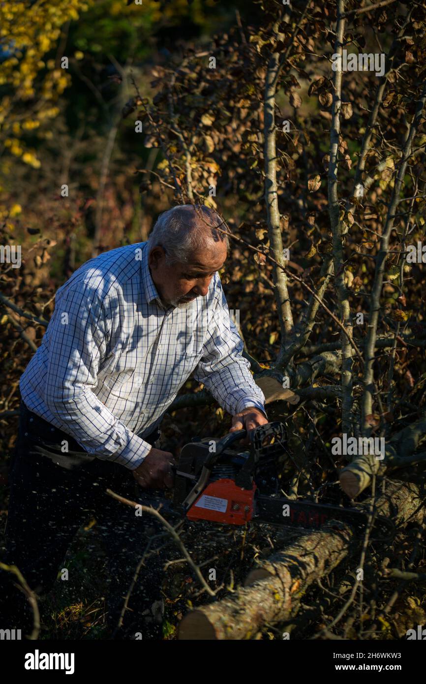 Abbildung eines Mannes, der Bäume und Sträucher mit einer Benzin-Kettensäge schneidet, um einen Hof zu räumen Stockfoto