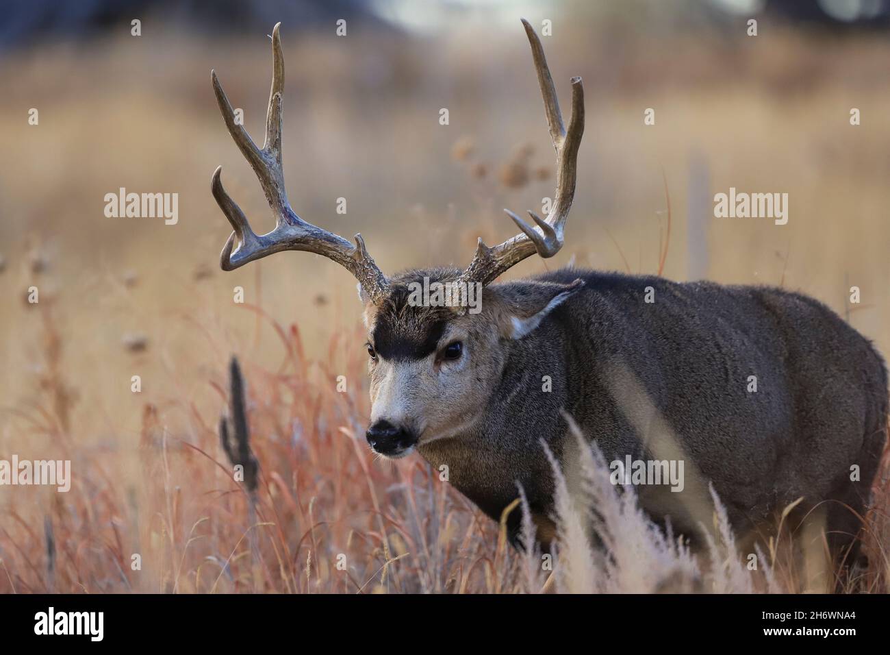 Maultier Hirschen Buck mit großem Geweih im Herbst Rut Stockfoto