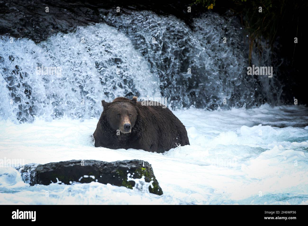 Großer Braunbär im Fluss bei den Brooks Falls im Katmai National Park, Alaska Stockfoto