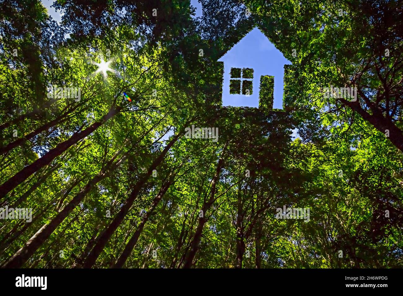 Hausförmige Öffnung im Vordach eines grünen Waldes Stockfoto