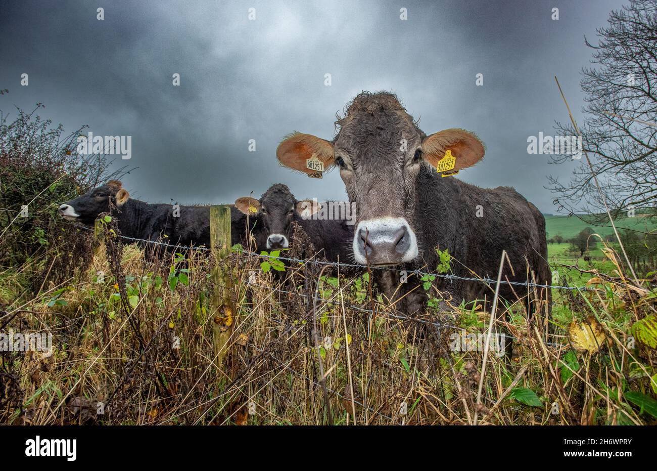 Whitewell, Clitheroe, Lancashire, Großbritannien. November 2021. Brown Swiss Cattle in the Rain at Whitewell, Clitheroe, Lancashire, UK Credit: John Eveson/Alamy Live News Stockfoto