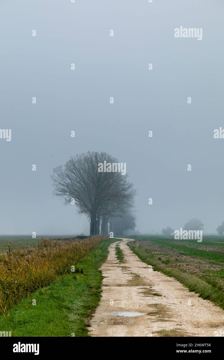 Bäume im Nebel im umbrischen Tal. Stockfoto