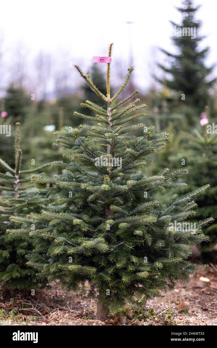 Hilpoltstein, Deutschland. November 2021. Nordmann Tannen zum Selbstsägen sind in der Baumschule Gerner zu sehen. Der bayerische Landwirtschaftsminister hat heute Nachmittag die bayerische Weihnachtsbaumsaison offiziell eröffnet. Quelle: Daniel Karmann/dpa/Alamy Live News Stockfoto