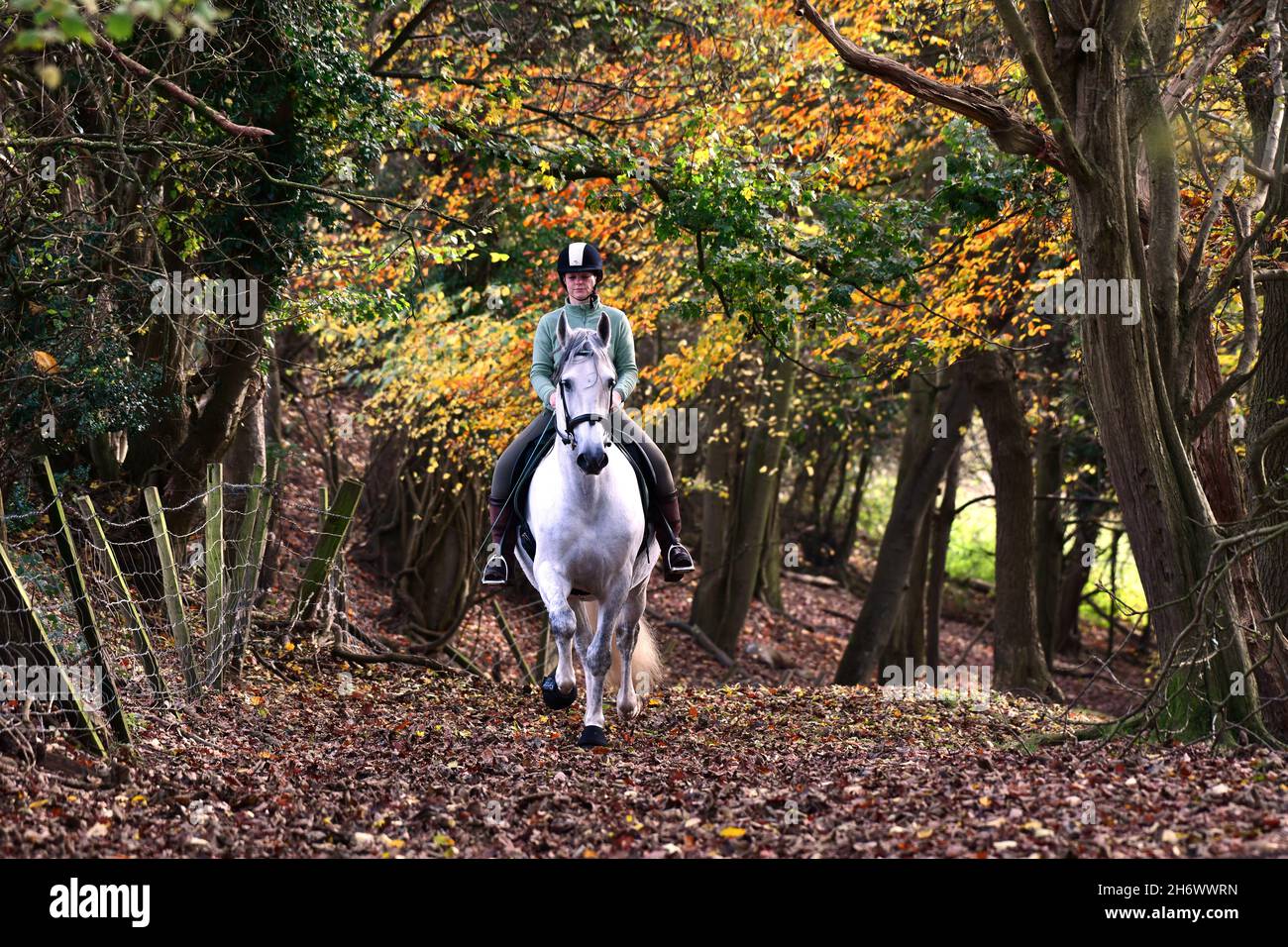 Ironbridge, Shropshire, Großbritannien November 18th 2021. Herrlicher Herbst! Ein Einzelfahrer auf einem weißen Pferd, der in der Nähe von Ironbridge in Shropshire durch Wälder reitet. Kredit: David Bagnall/Alamy Live Nachrichten. Weißes andalusisches Pferd Stockfoto